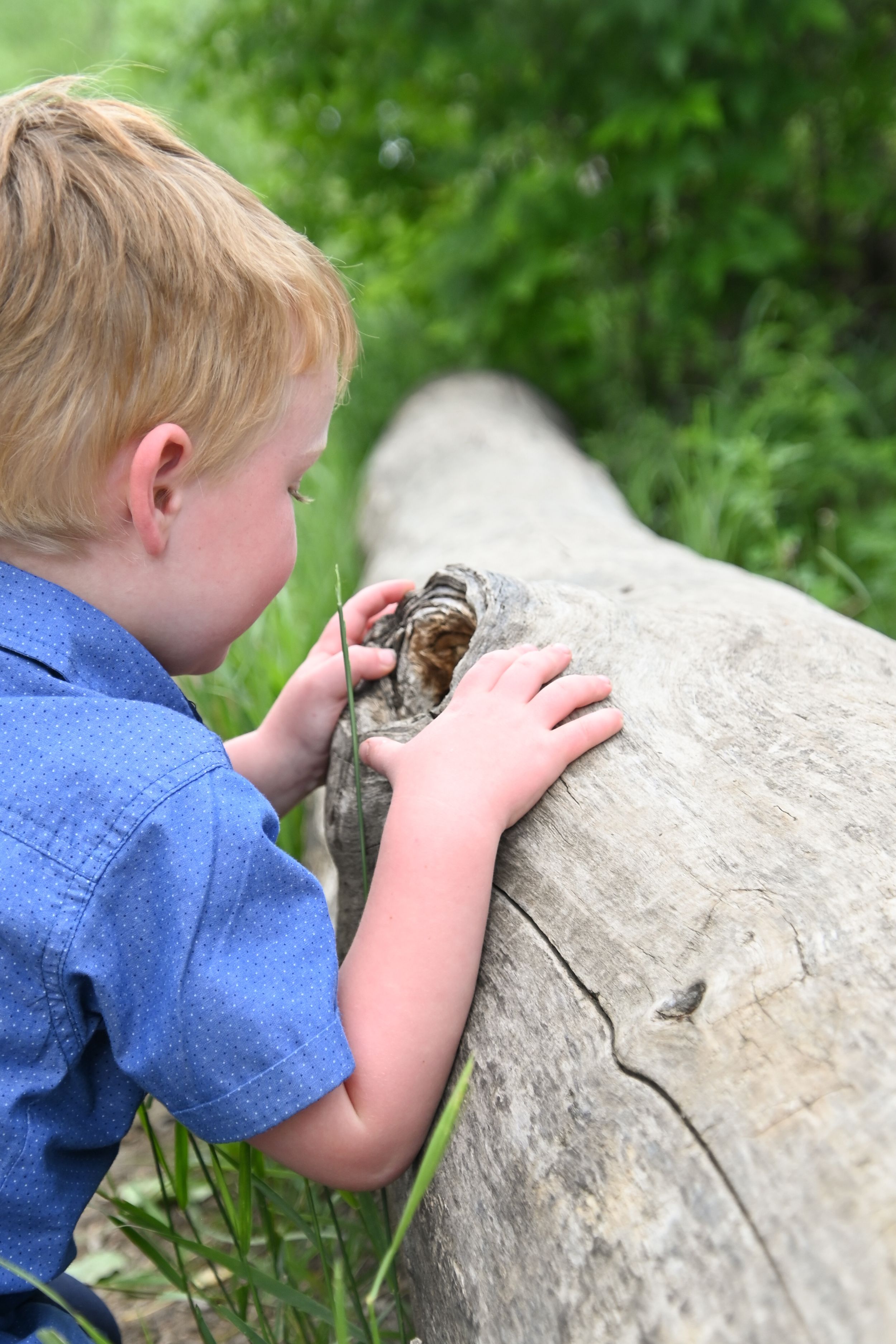 Young child in blue shirt examines something interesting on a large rock or boulder while exploring outdoors.