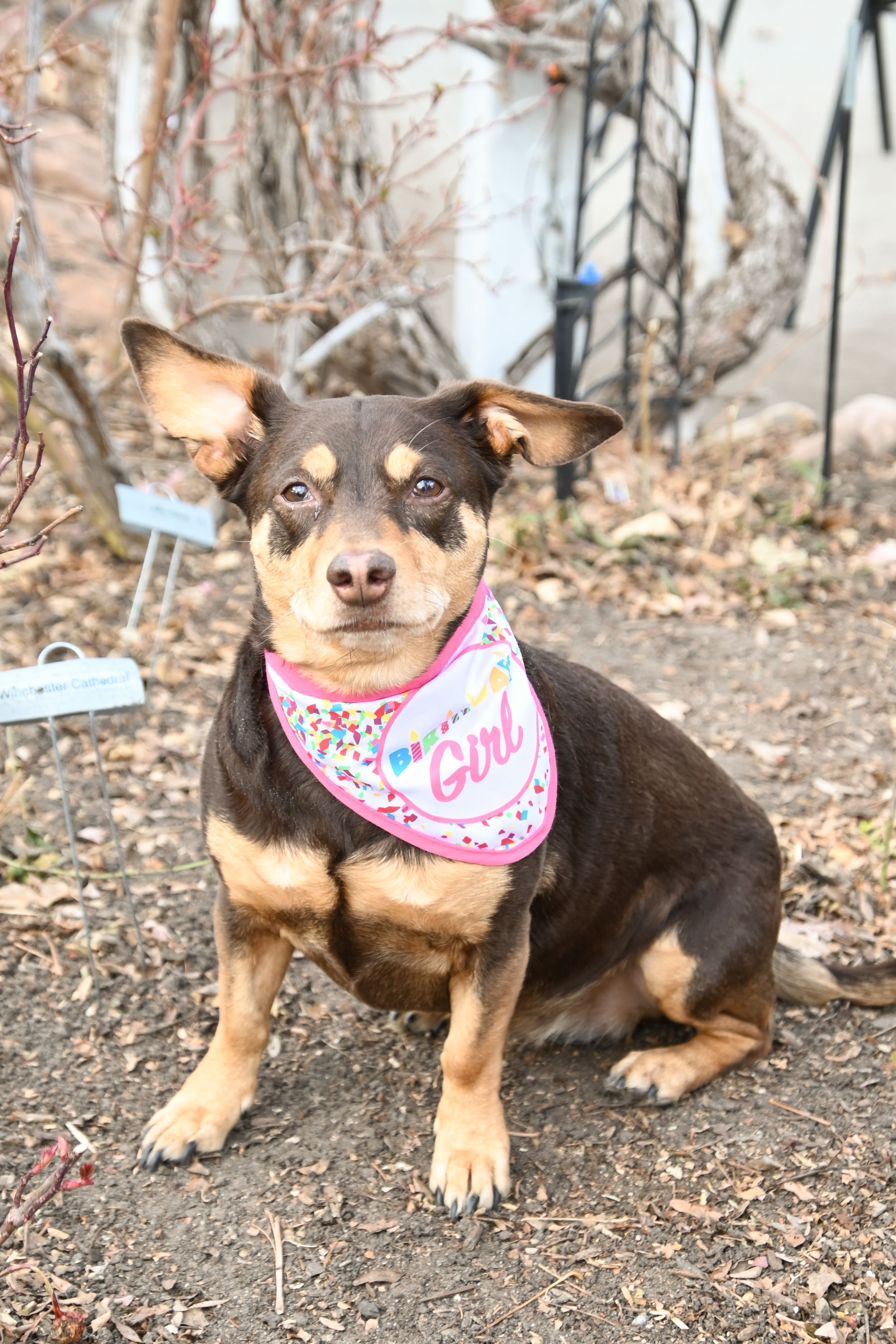 Adorable black and tan chihuahua mix wearing a pink bandana poses on dirt ground in four different positions.