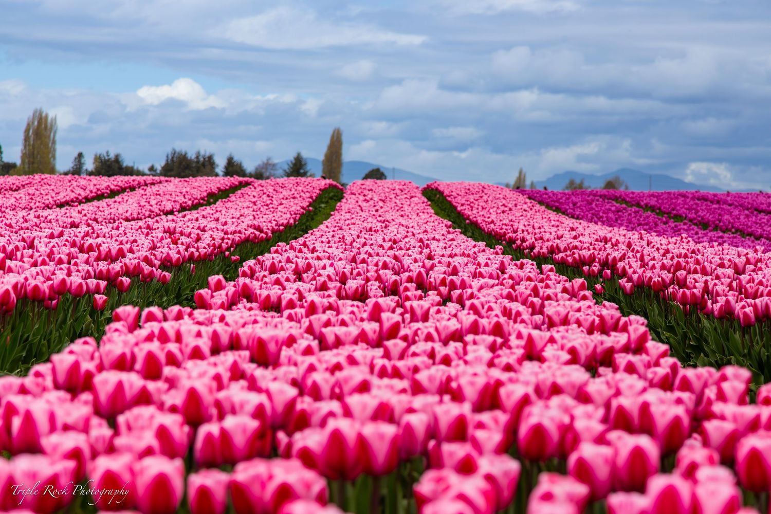 Vast field of pink tulips stretching to the horizon under cloudy blue skies.