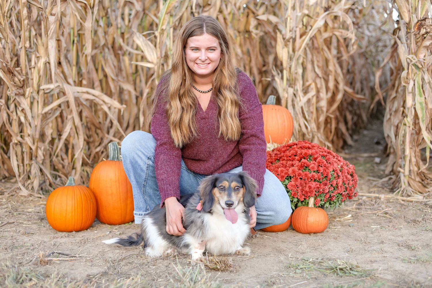 A person sits among fall pumpkins and corn stalks at a pumpkin patch with a small dog.