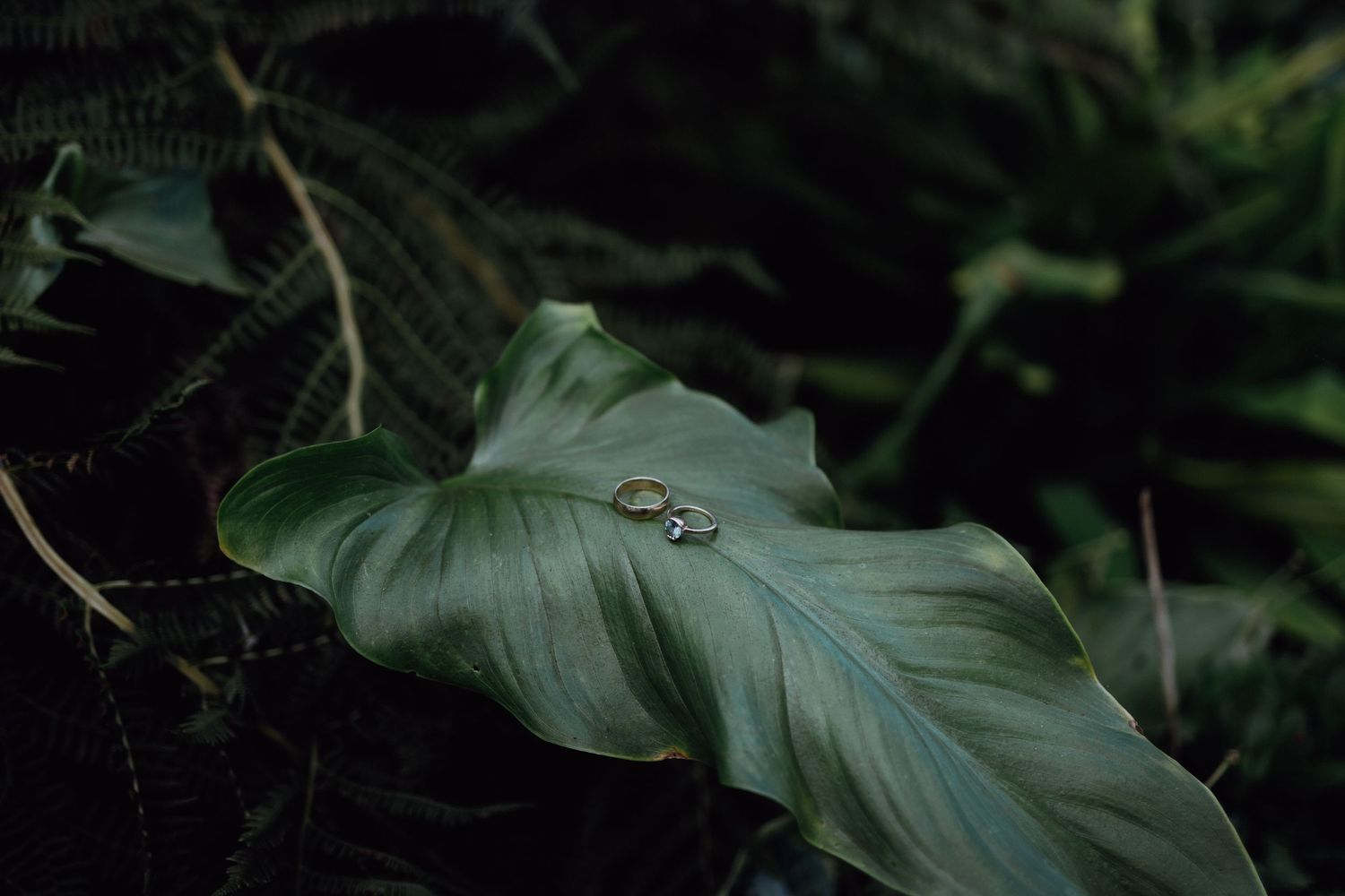 Wedding rings resting on a large green tropical leaf in a dark moody setting.