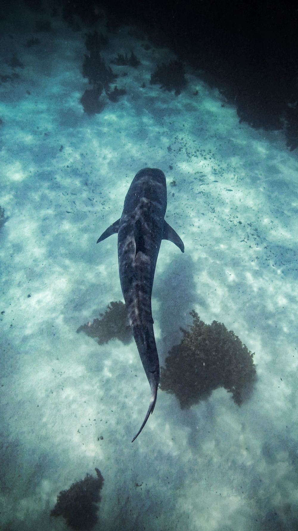 Perth Photographer free dives with Tiger Sharks on the Ningaloo Reef