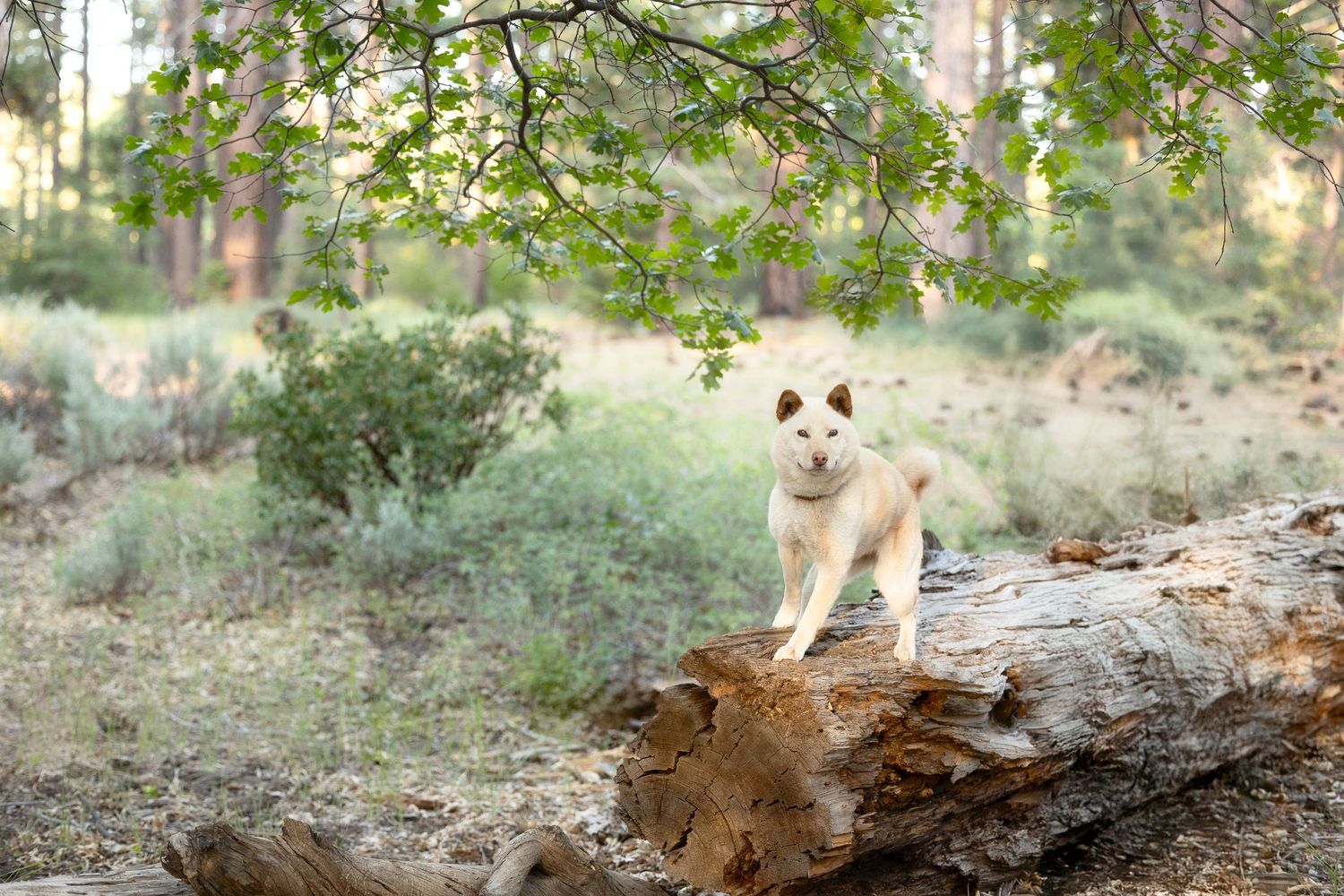 A white Husky dog stands on a fallen log in a lush forest setting with green trees and shrubs.