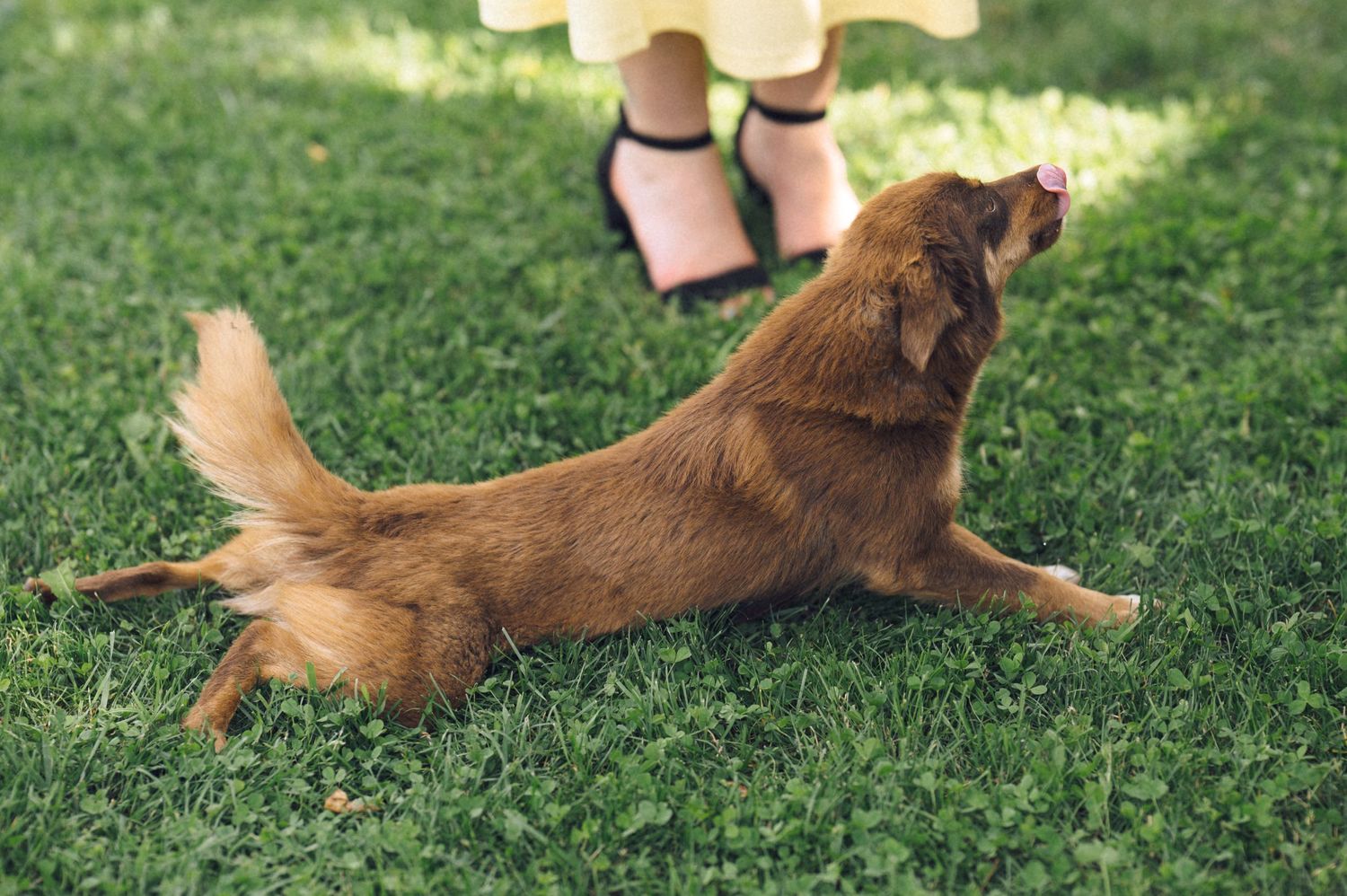 A brown dachshund plays on green grass near a person wearing a yellow dress and black heels.
