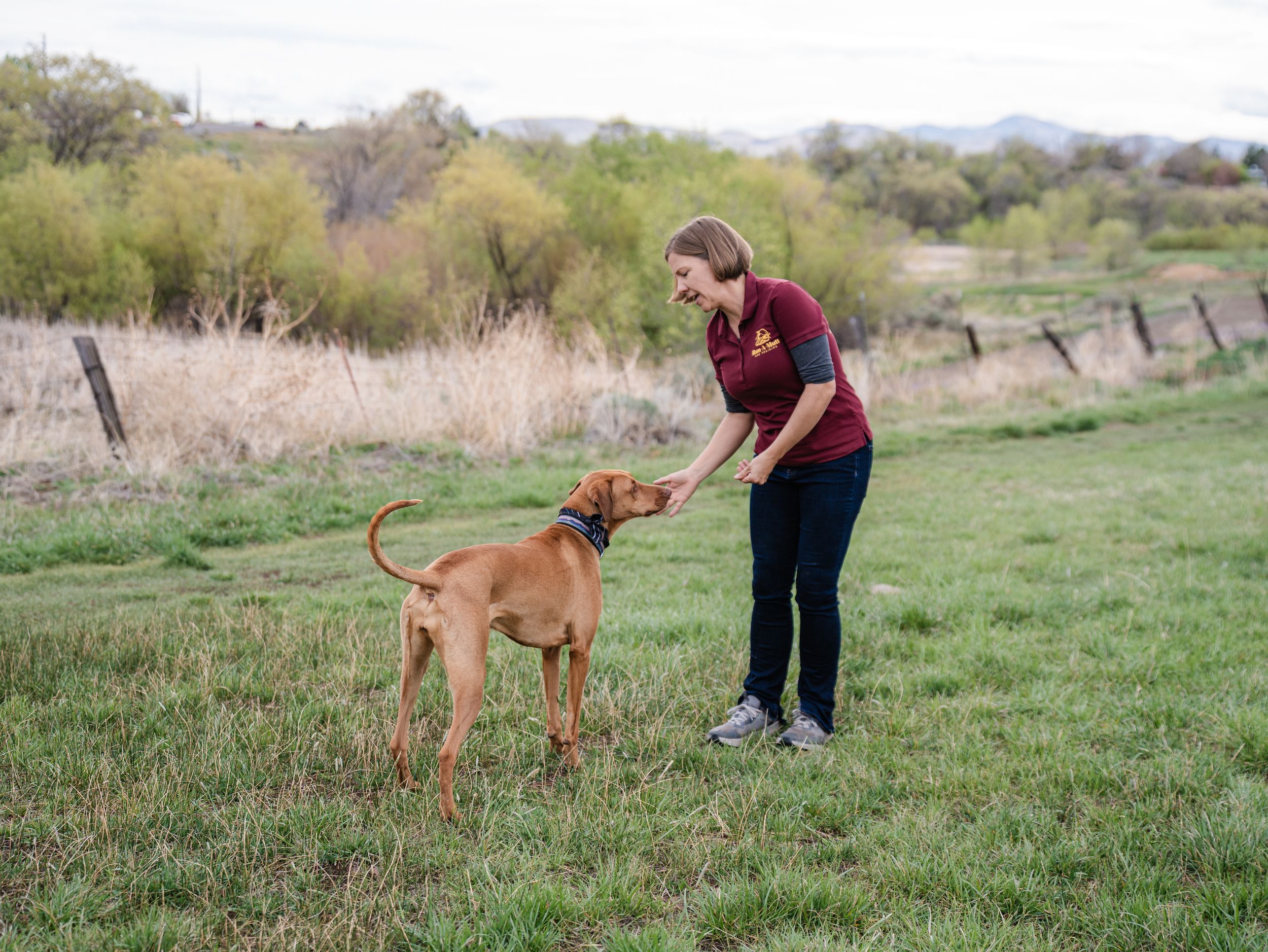 Woman in maroon shirt training a brown dog in a green field with trees and fence in the background.