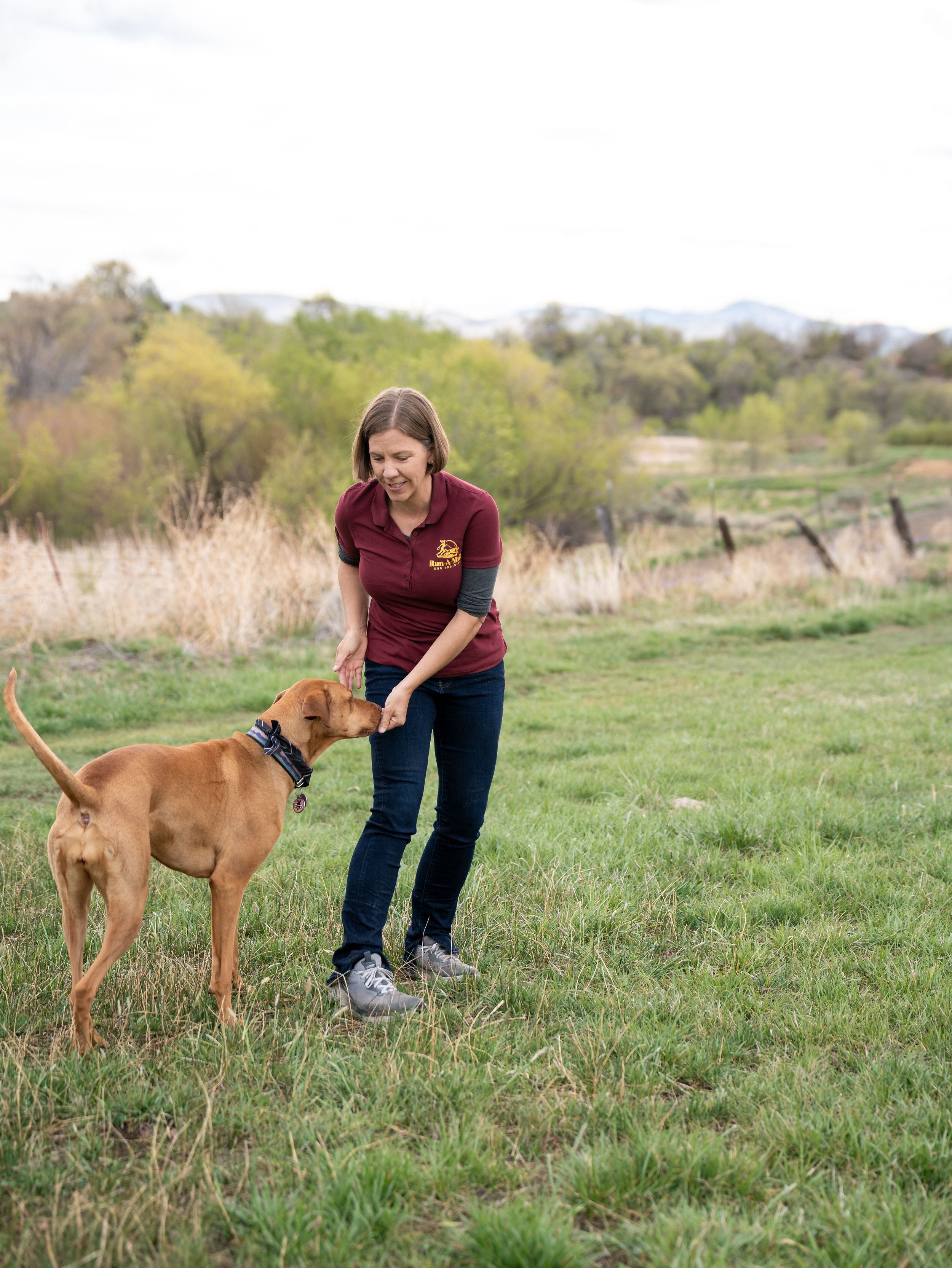 Woman in maroon polo trains a brown dog in a grassy field with trees in the background.