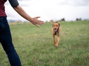 A brown dog running toward a person's outstretched hand in a green grassy field.