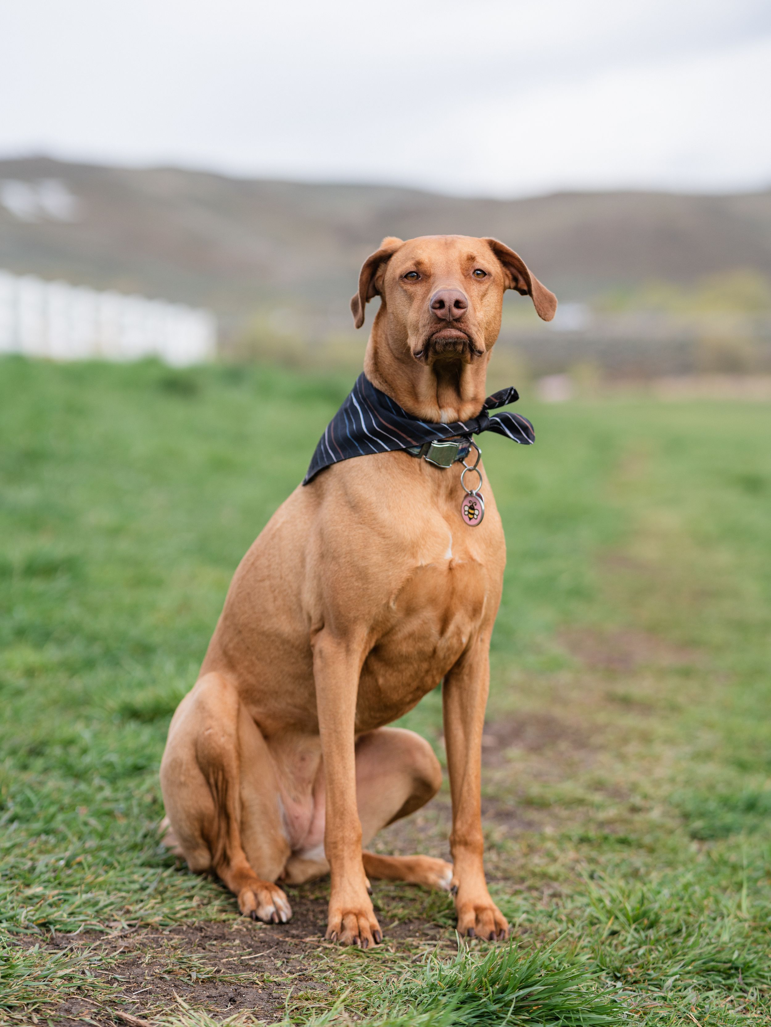 A tan Rhodesian Ridgeback dog sits on grass wearing a black bandana and tag, with green hills in the background.