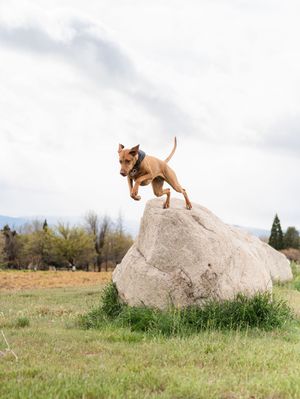A brown dog leaping off a large boulder in an open grassy field with trees and cloudy sky in the background.
