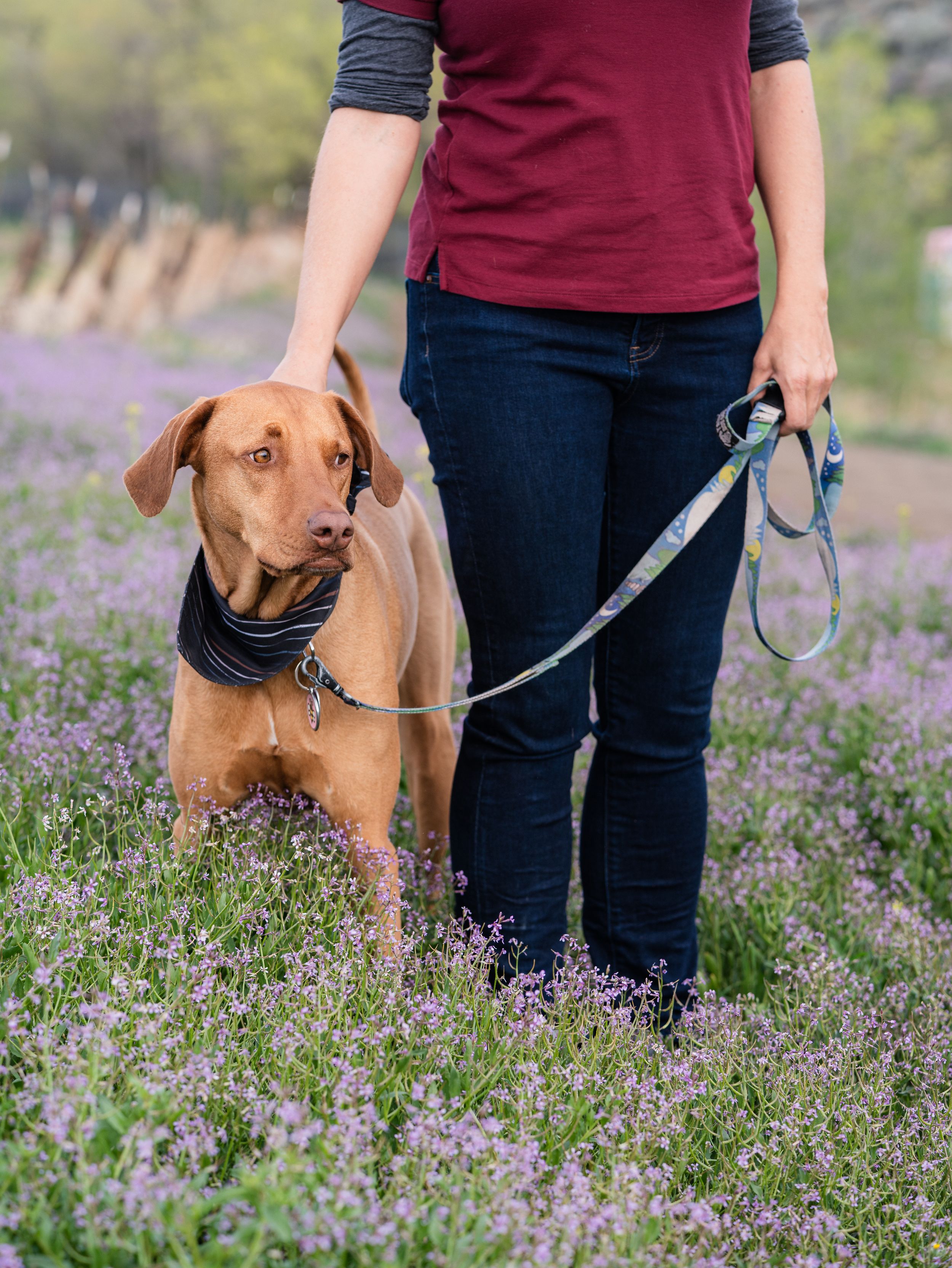 A woman in a red shirt walks a brown Rhodesian Ridgeback dog on a leash through a field of purple wildflowers.