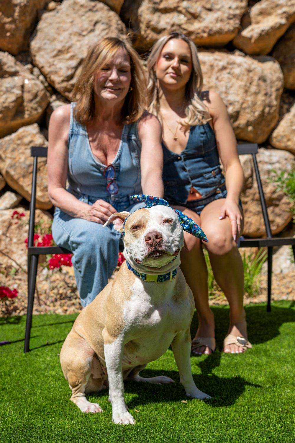Two women in blue outfits sit outdoors with a tan pit bull dog on green grass near a stone wall.