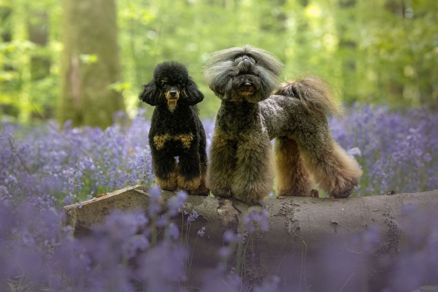 dog photography