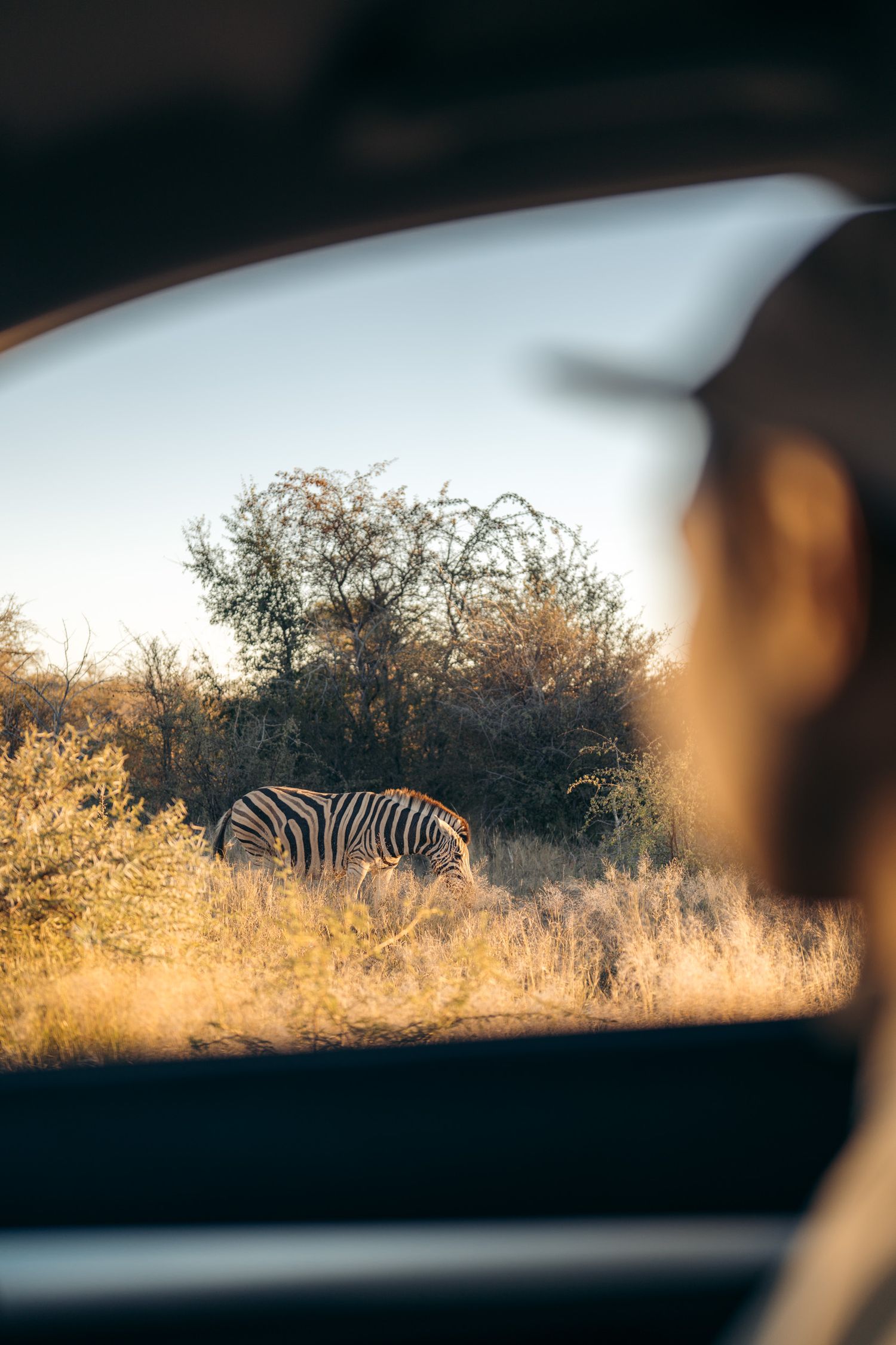 homme qui regarde par la fenêtre d'un 4x4 pendant un safari à etosha avec un zèbre en arrière-plan