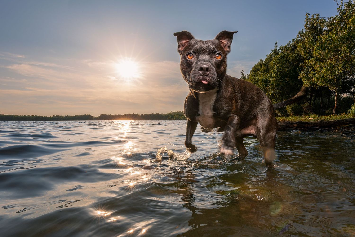 A dark brown Staffordshire Bull Terrier splashes through shallow lake water at golden sunset with trees in background.
