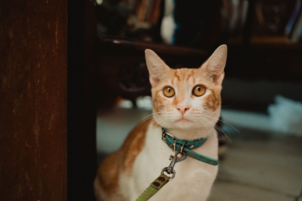 The couple's pet, a cat, adding a special touch to their wedding day in Mazatlán