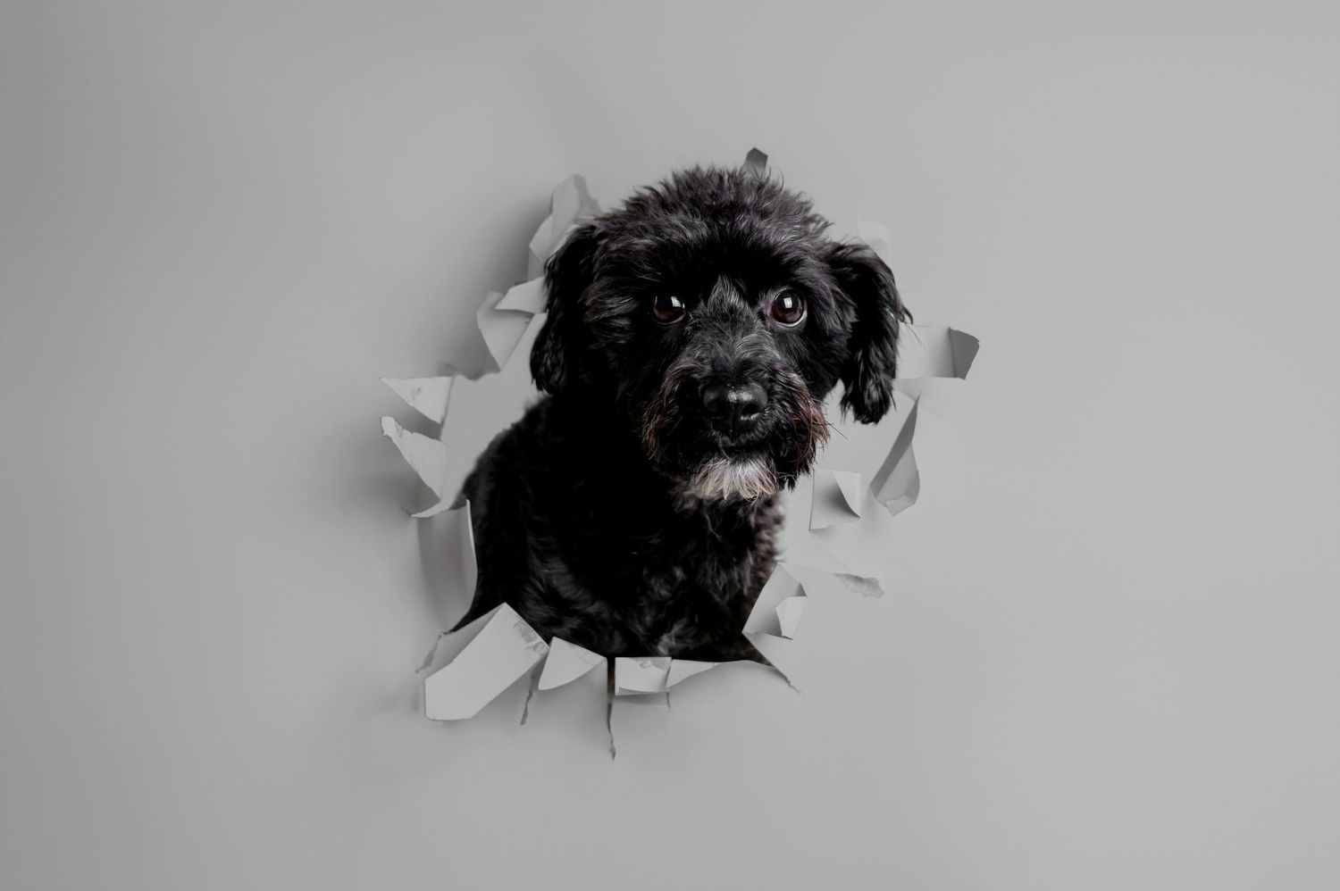 Black shaggy dog peeking through torn paper hole in black and white artistic photograph.