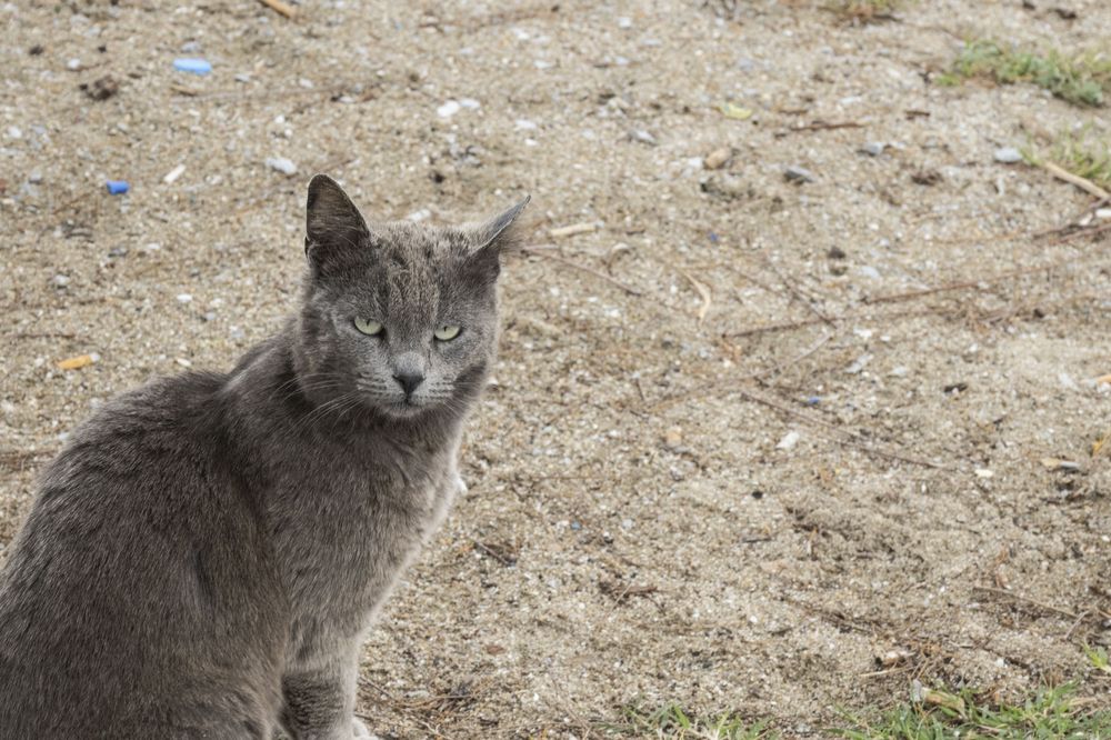 A grey cat with striking yellow eyes sits attentively outdoors on sandy ground.