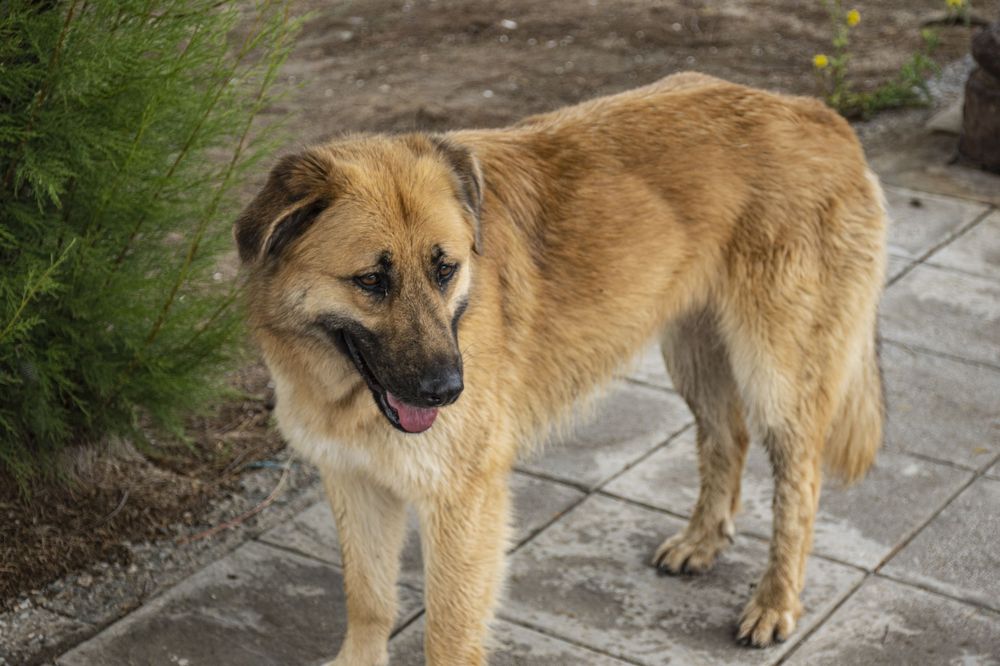A tan dog walking on a stone pathway shows its happy expression with tongue out and wagging tail.