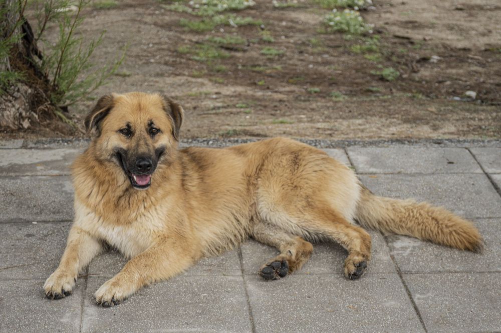 A tan German Shepherd dog lies on a concrete surface looking relaxed and comfortable.