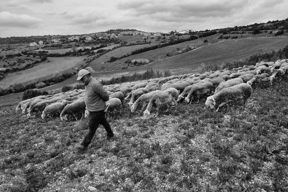 BERGER CAUSSE MÉJEAN LOZÈRE FRANCE © Didier Houeix