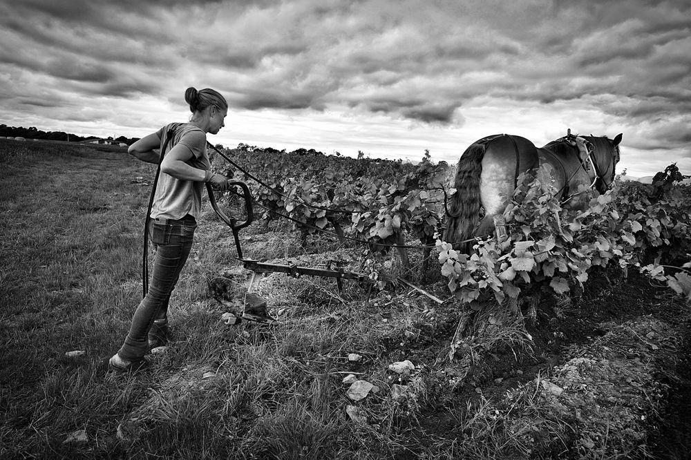 VIGNES CHEVAL TRAIT MUSCADET LOIRE ATLANTIQUE BRETAGNE © Didier Houeix