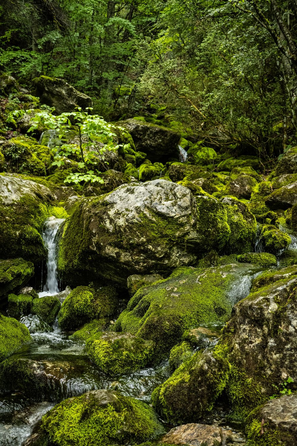 A small cascading waterfall flows through moss-covered rocks in a lush green forest setting.
