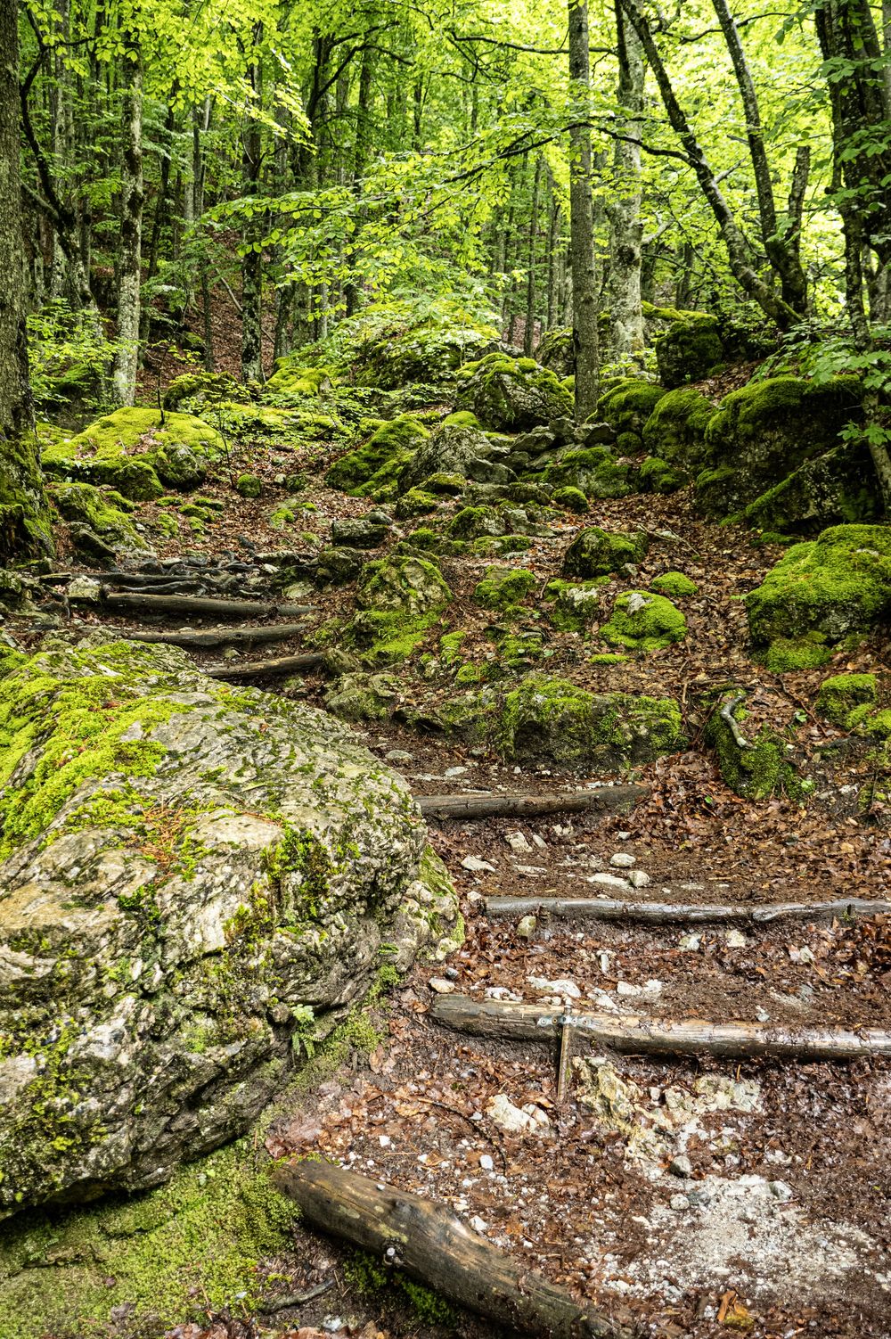 A winding forest trail leads through lush green vegetation with moss-covered rocks and exposed tree roots.