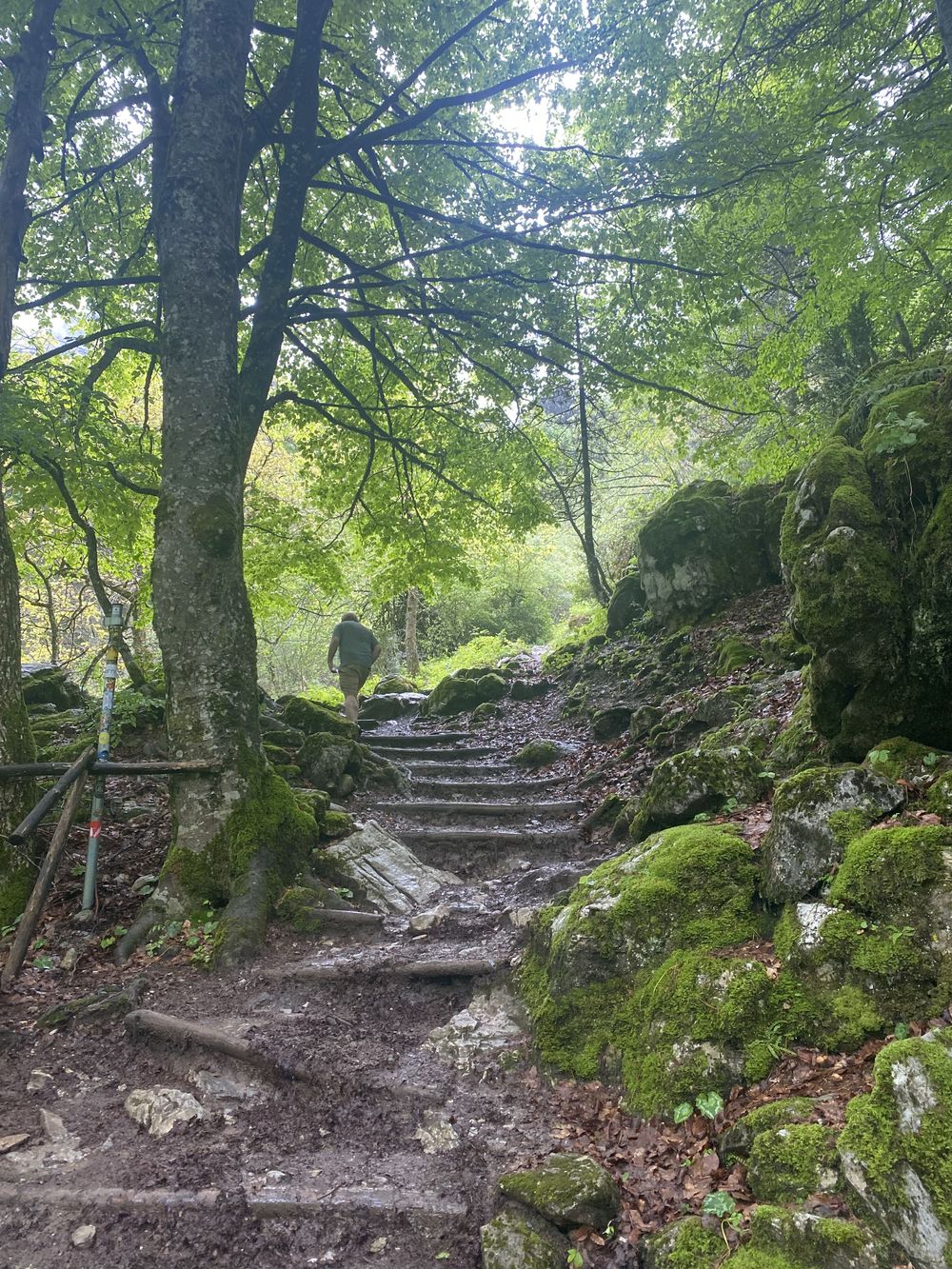A steep dirt hiking trail winds upward through a lush green forest with moss-covered rocks and stone steps.