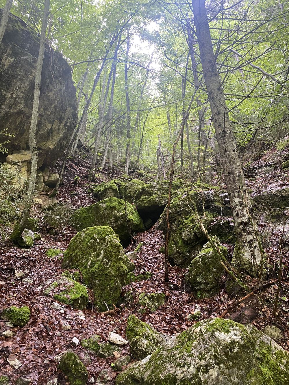 Mossy boulders scattered along a forested hillside covered in fallen autumn leaves.