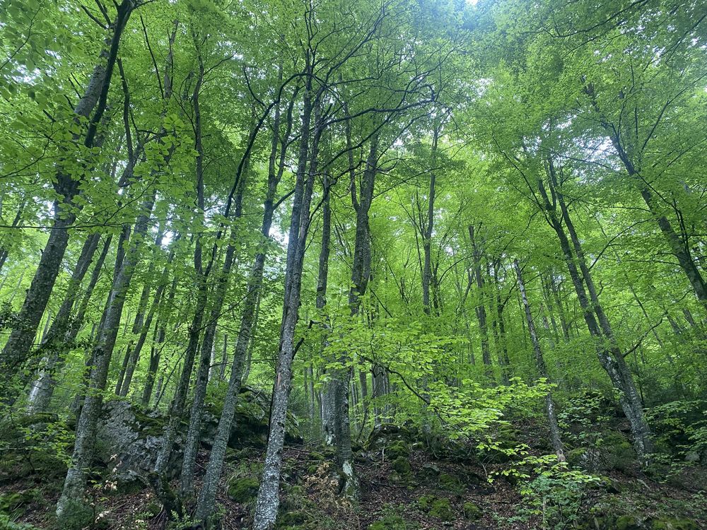 A lush green forest with tall trees and sunlight filtering through the dense canopy creates a tranquil woodland scene.