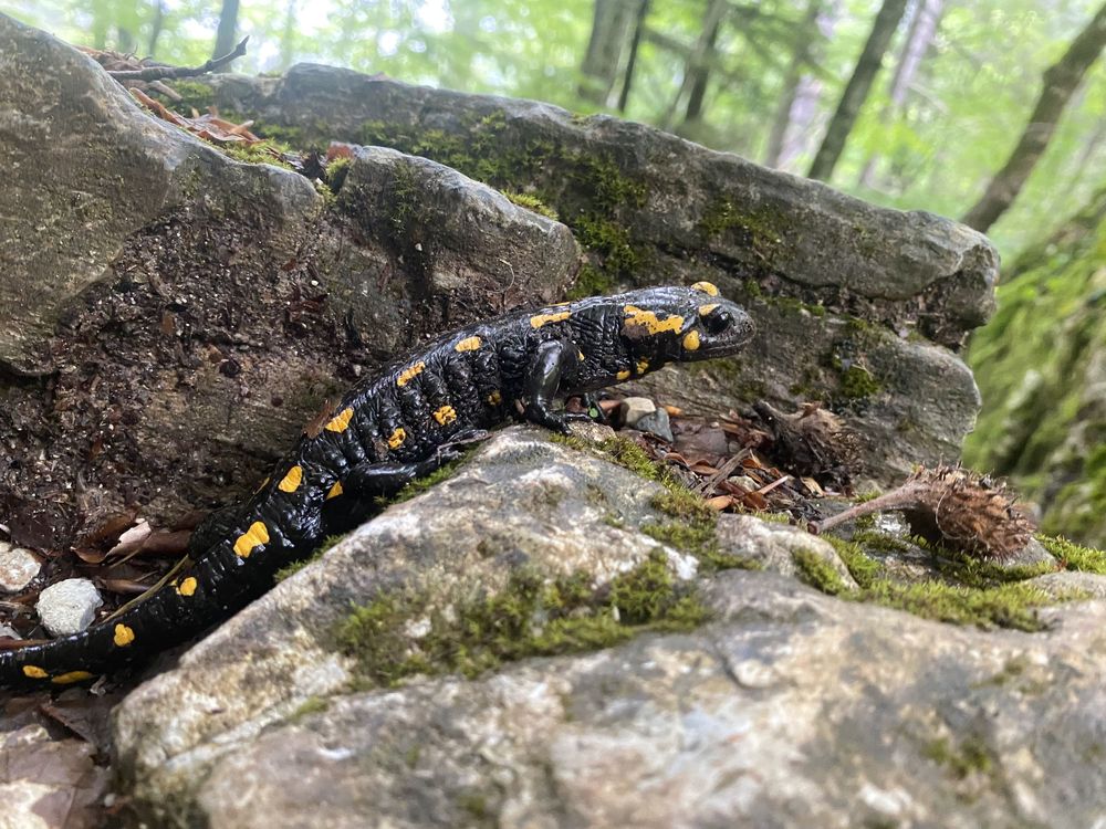 A spotted salamander crawls across mossy rocks in a forest setting.