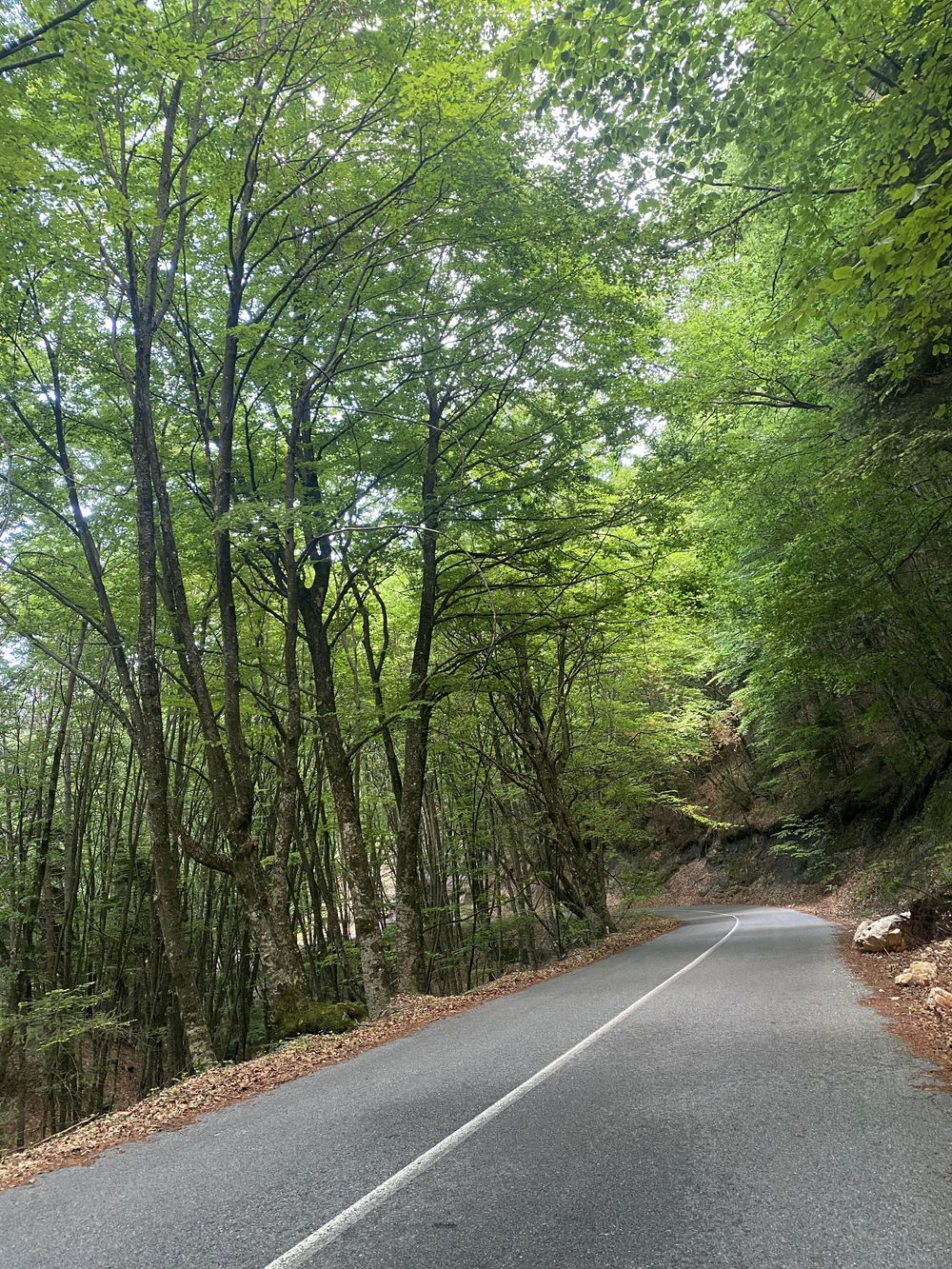 A winding paved road curves through a lush green forest with dappled sunlight filtering through the tree canopy.