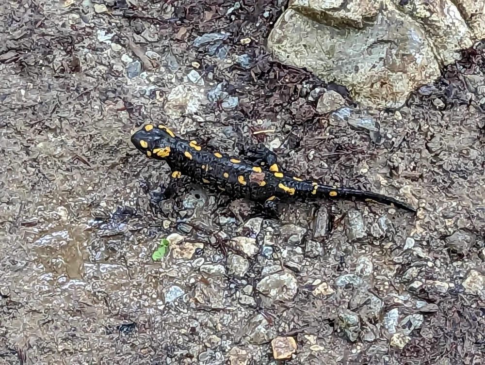 A spotted salamander with yellow dots rests on dark muddy ground among small rocks and debris.
