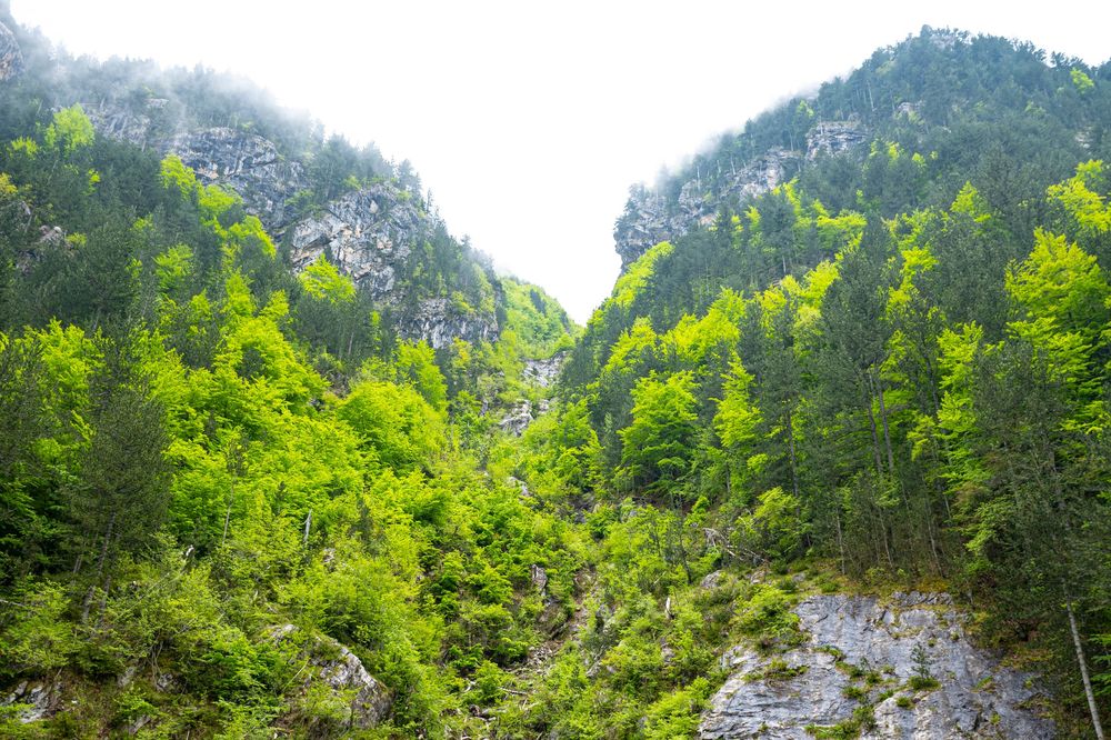 Panoramic mountain landscape with lush green forest and steep rocky cliffs under a bright summer sky.