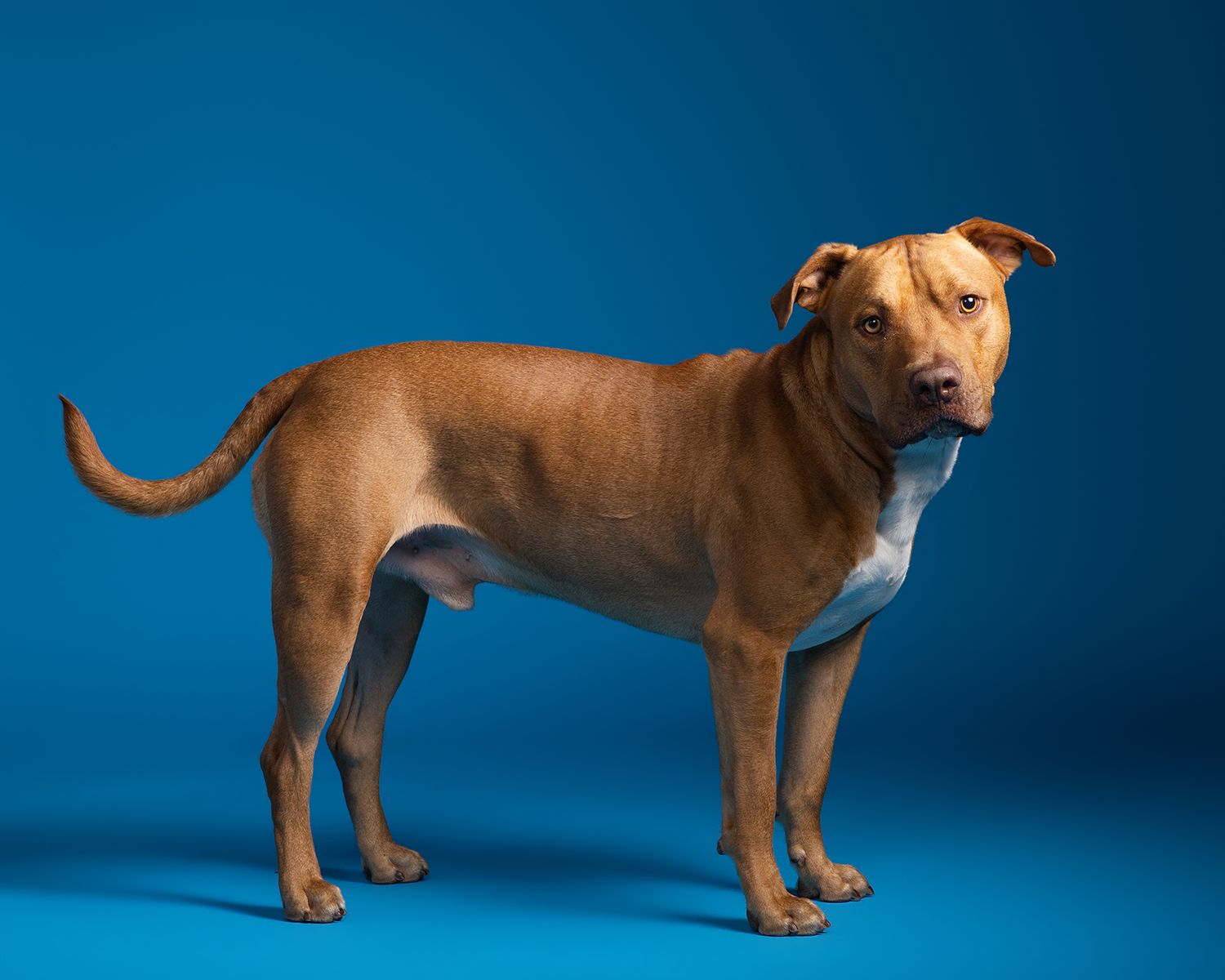 Brown pit bull dog shown in profile view against blue background in full body pose.