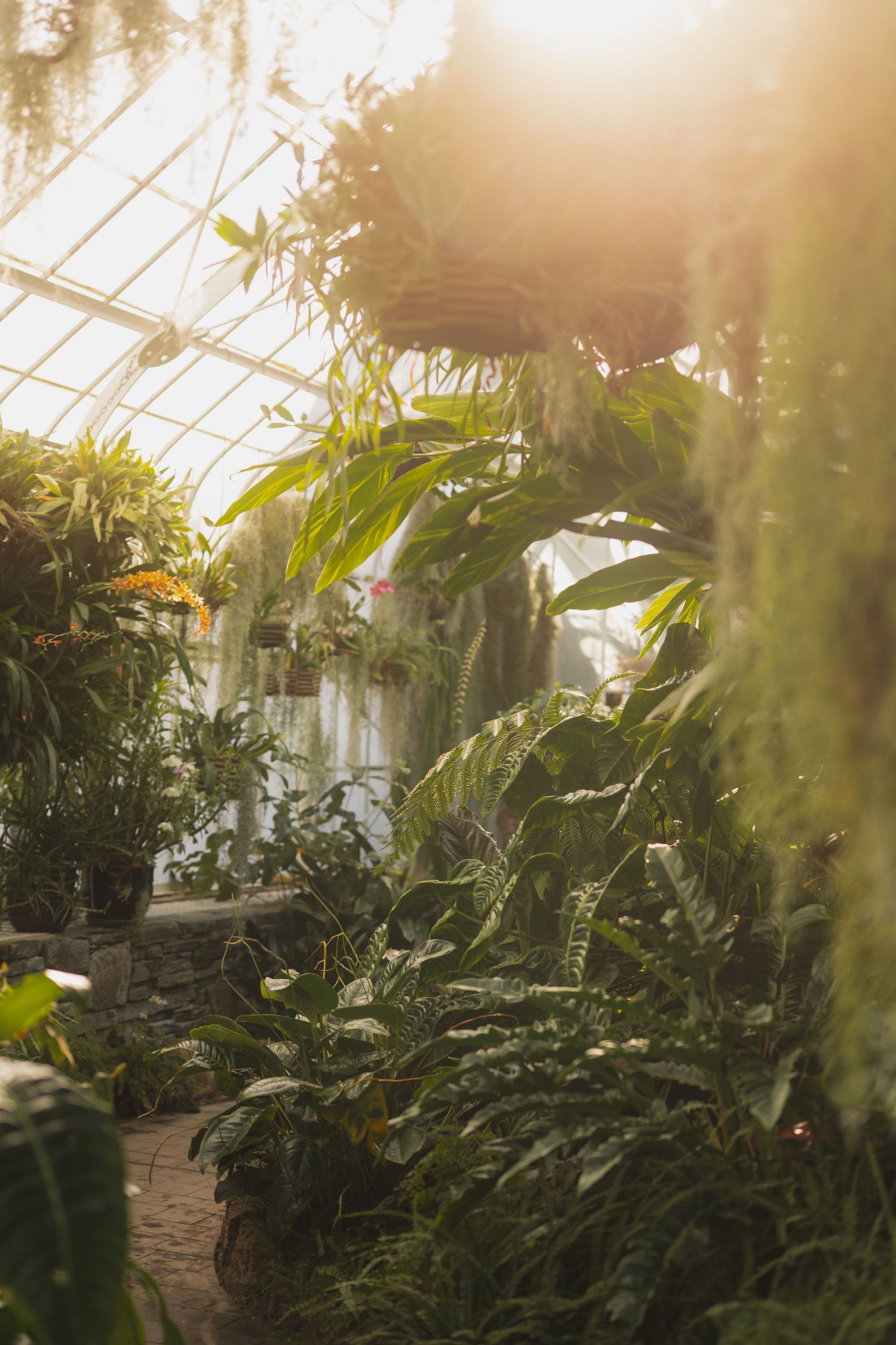 Sunlit greenhouse interior with lush tropical plants and hanging vines creating a humid, ethereal atmosphere.