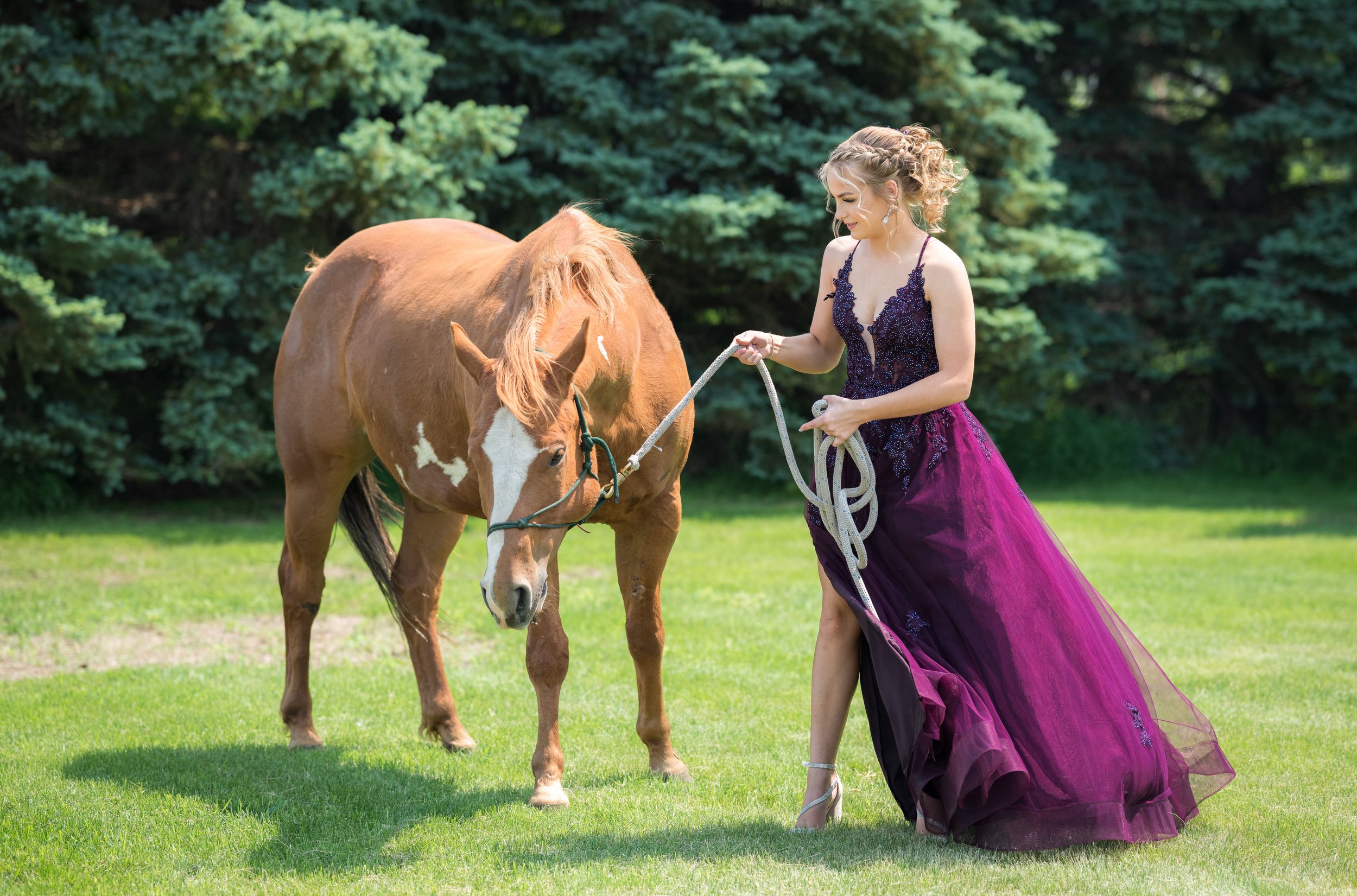 A chestnut horse grazes on grass while accompanied by someone in an elegant purple flowing gown.
