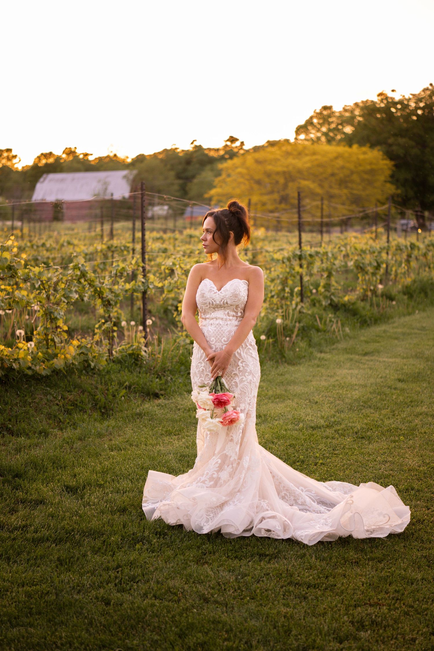 Sunset bridal portraits in a lace wedding gown among flowering vineyard rows.