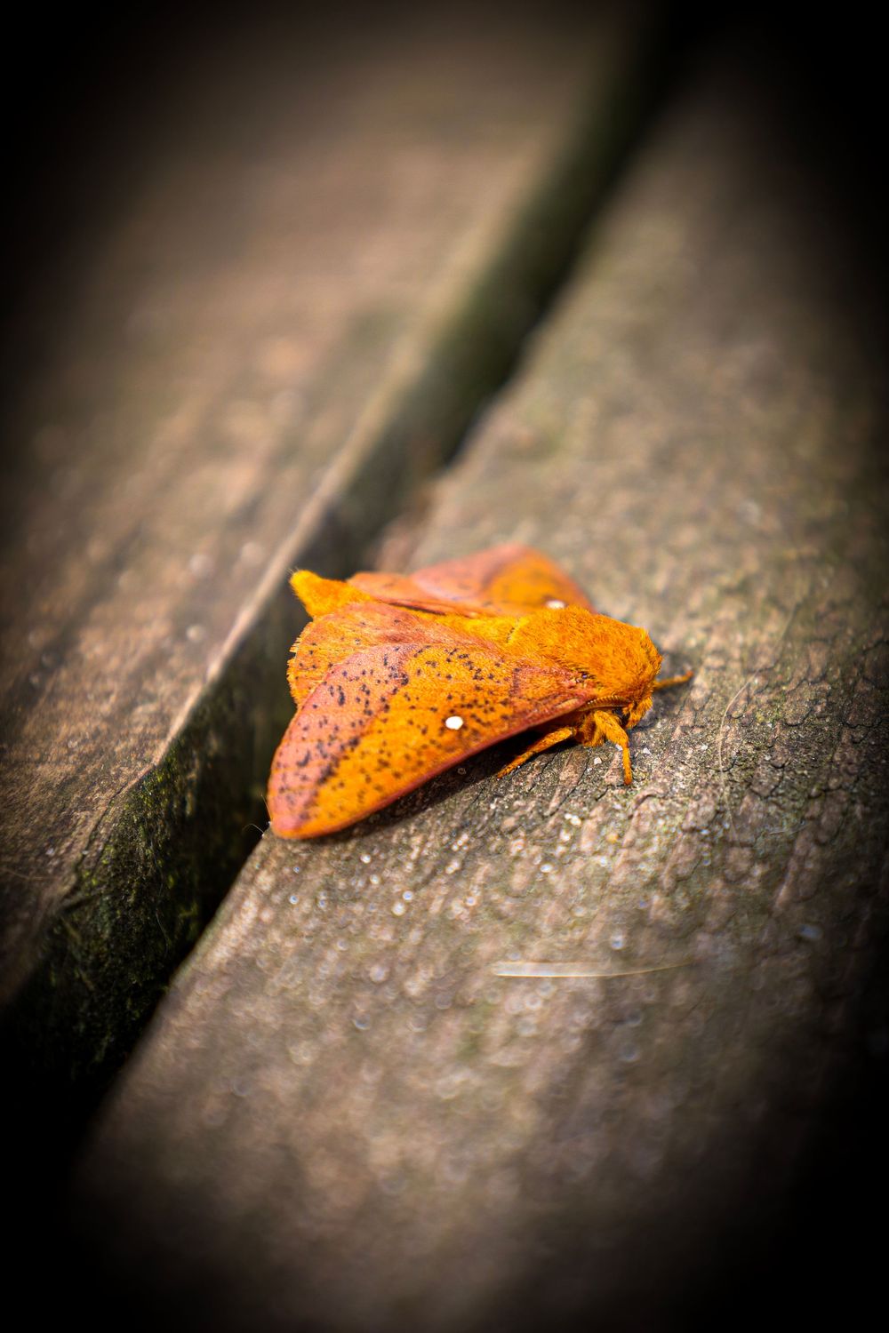 moth, nature, outdoors, outdoors photography, nature photography