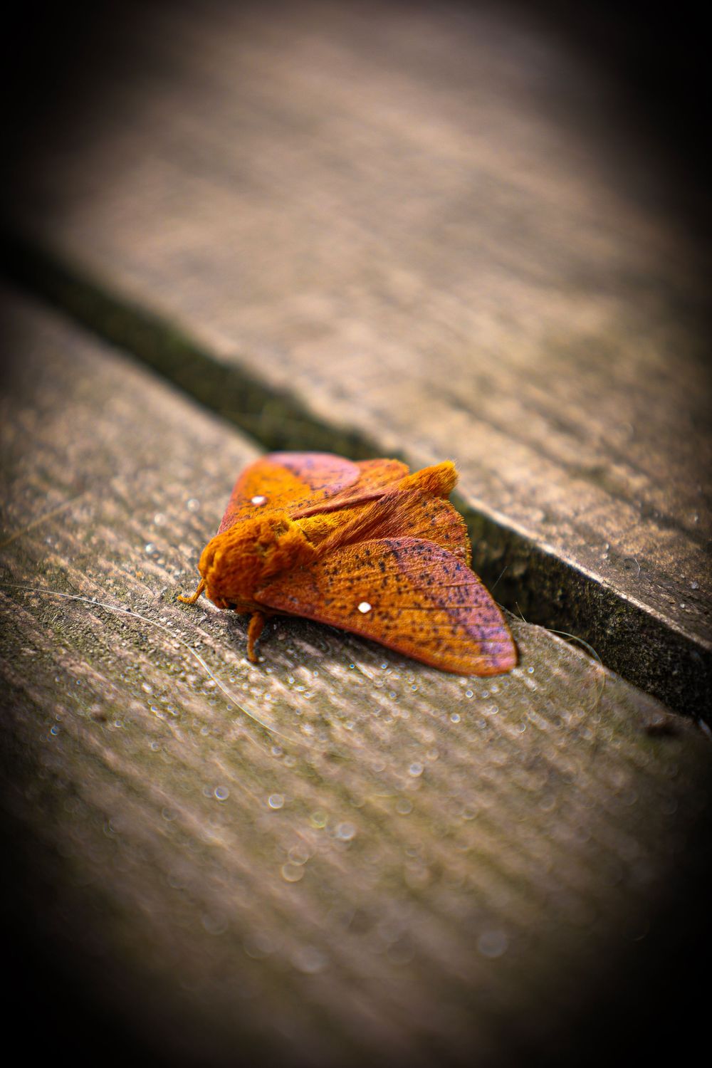 moth, nature, outdoors, outdoors photography, nature photography