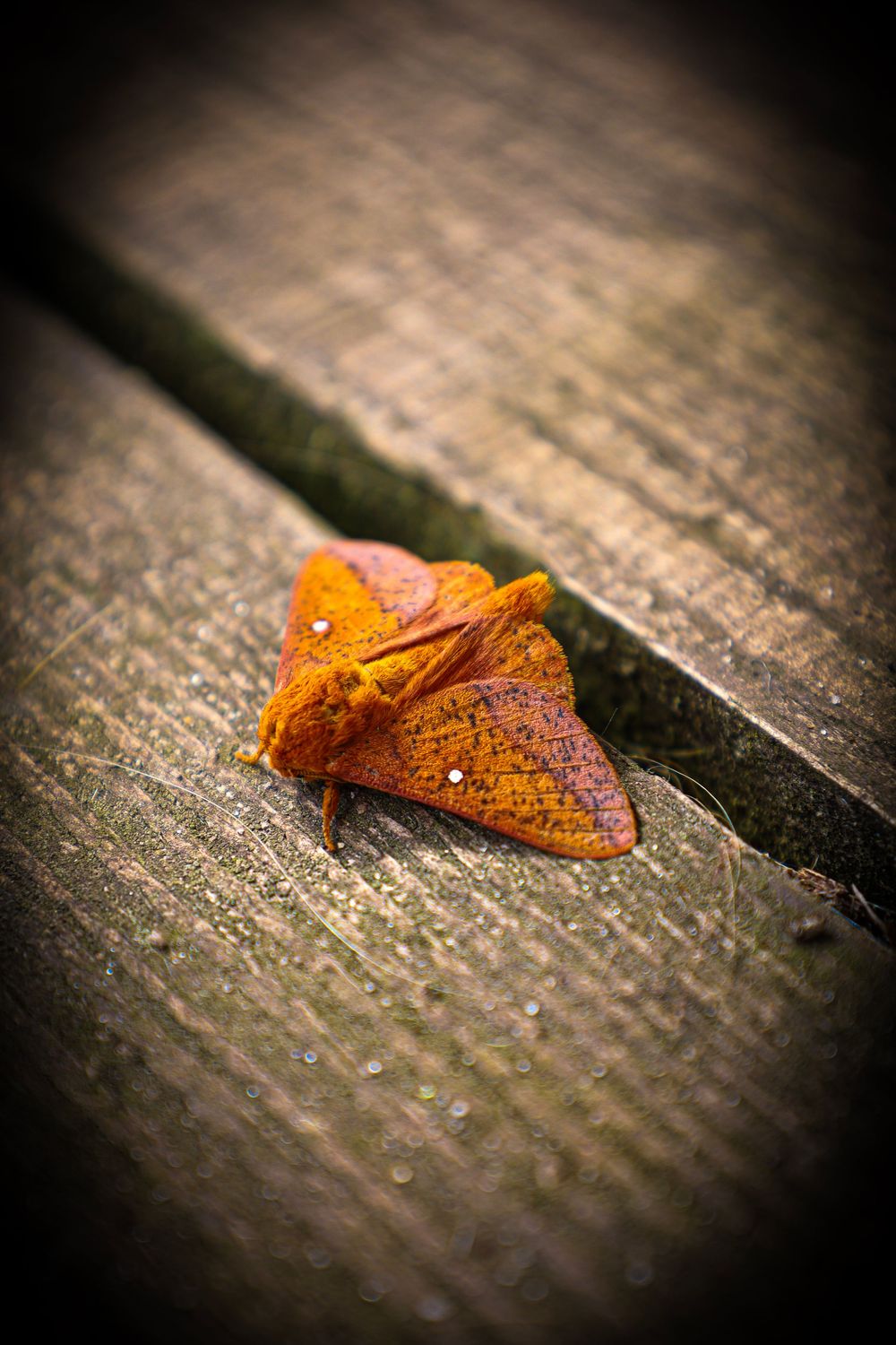 moth, nature, outdoors, outdoors photography, nature photography