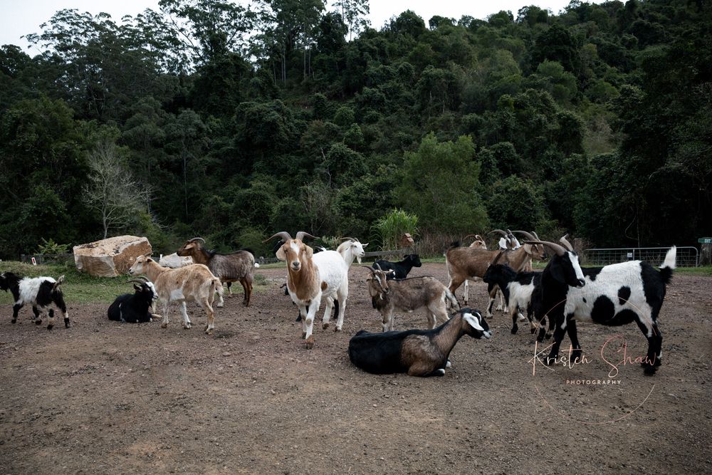 A large group of goats of various colors grazes together in a dirt clearing near a forested area.