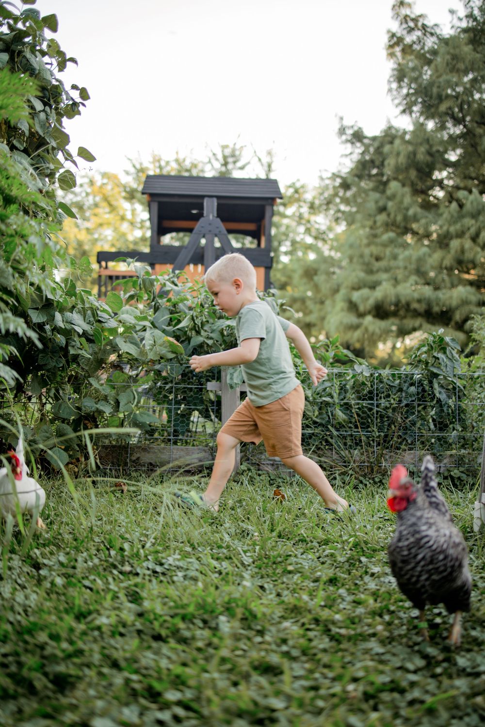 Toddler boy in green shirt and tan shorts running barefoot through lush garden with chickens roaming freely.