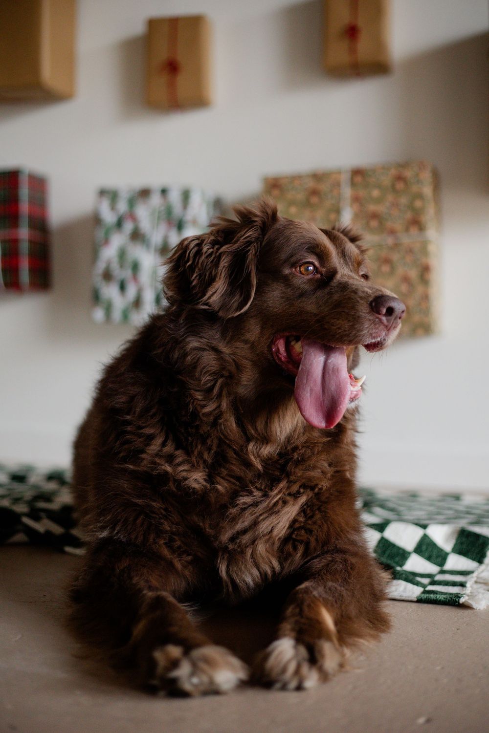 Fluffy brown dog with tongue out lying on green checkered blanket near Christmas wrapped gifts on wall.