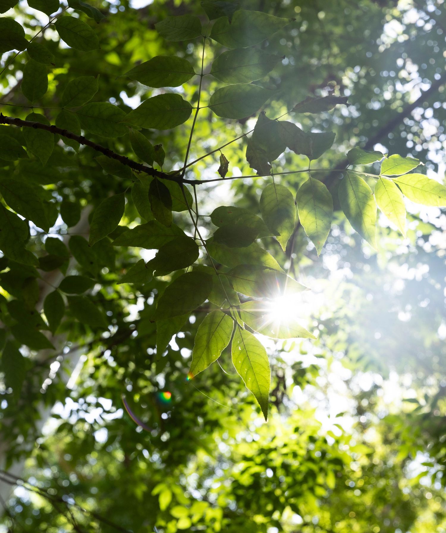 Healing Nature photography Dorset.