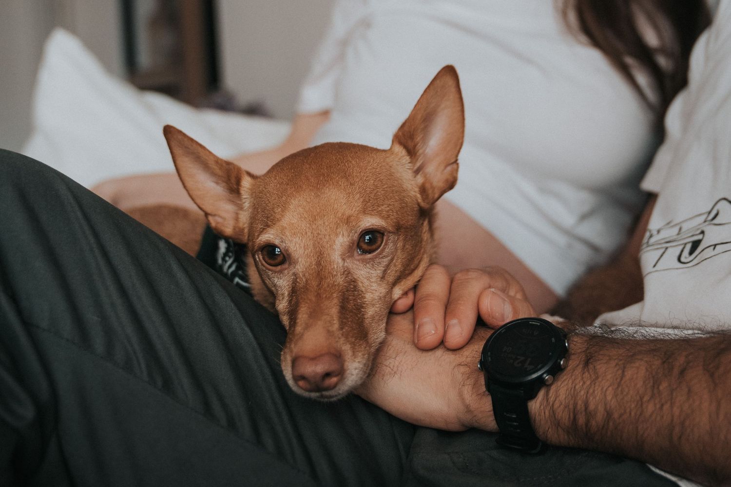 A close-up portrait of a brown Chihuahua dog resting peacefully on someone's lap.
