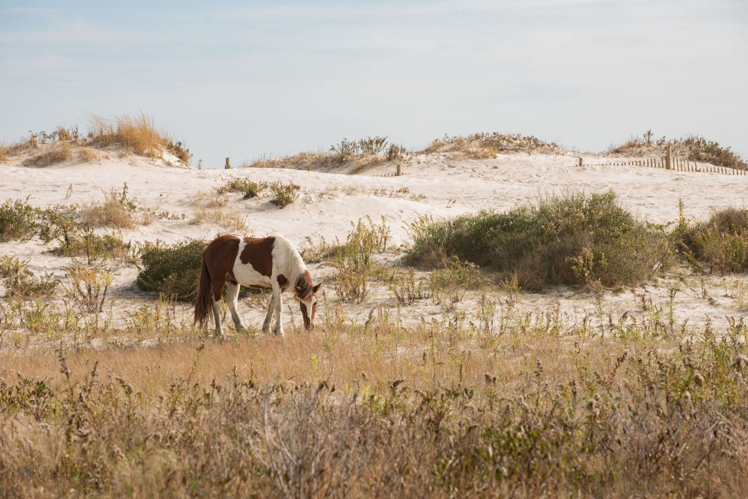 Wild horse at Assateague National Seashore in Maryland