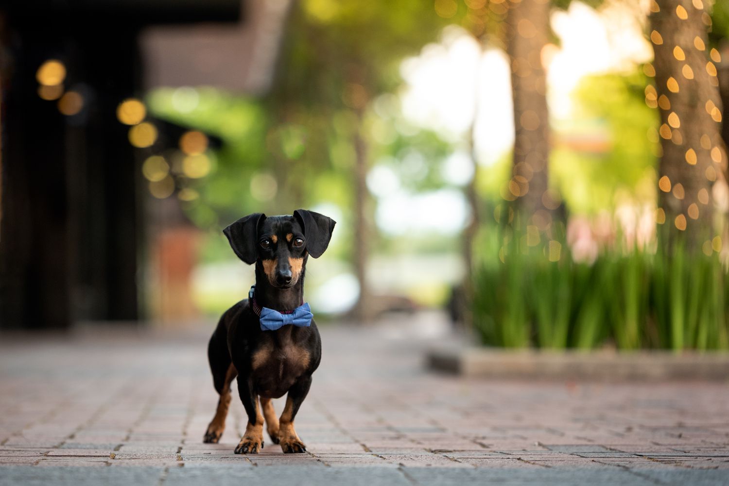 Houston dachshund portrait in urban setting Sugar Land