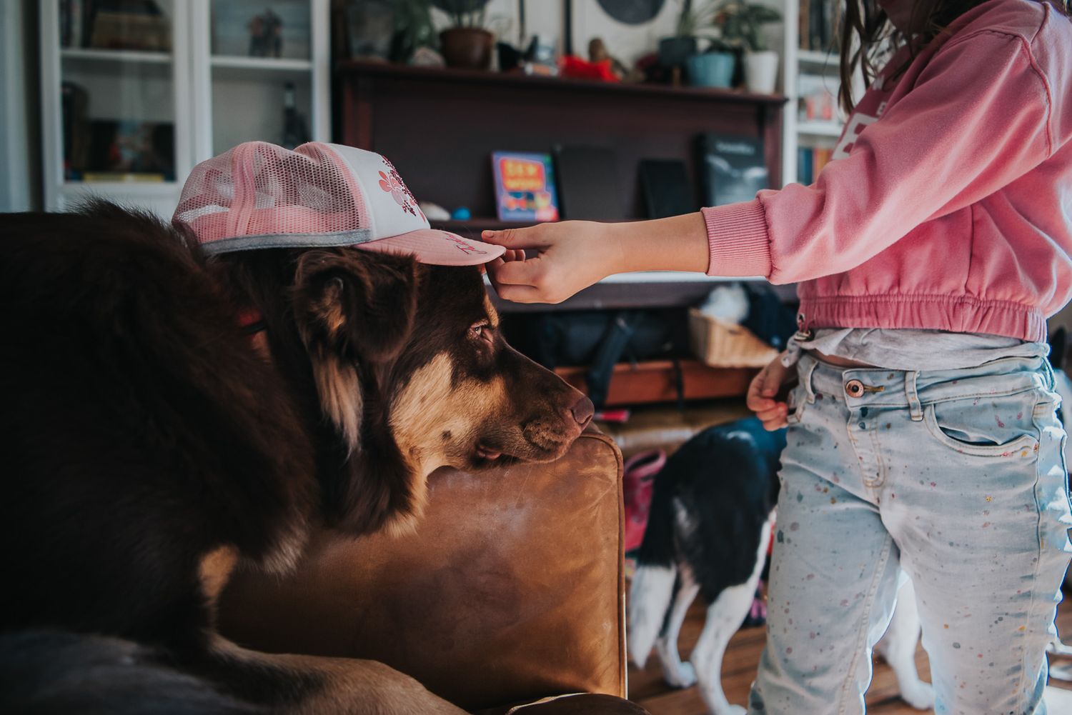 A child is placing a pink hat onto a brown dog who lays on the edge of a couch unmoving.