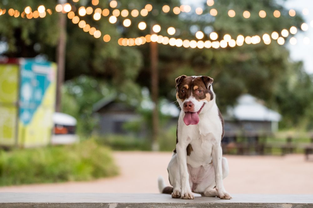 Some of My Favorite Photo Spots In Houston Kelly J. Russo Photography Houston Pet Photographer